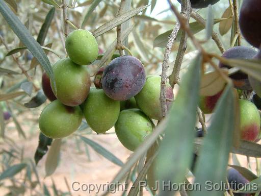 OliveFruit green and black 